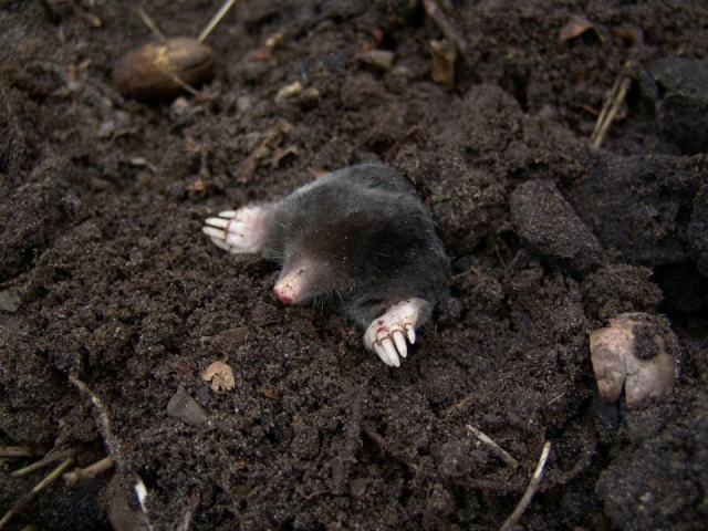 Éloigner et piéger les taupes dans votre jardin à Solesmes