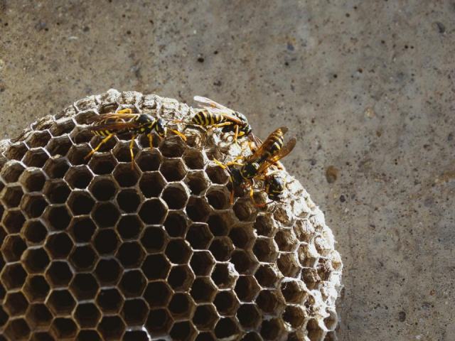 Neutralisation de nid de guêpes dans le Cambrésis