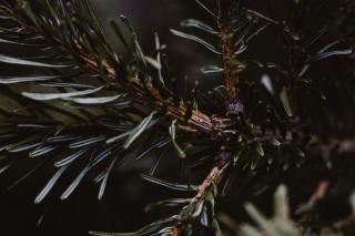Pins, arbres hôtes des nids d'hiver Branches de pin dans une pinède
