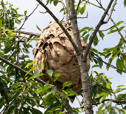 Destruction de nid de frelons asiatiques à Denain