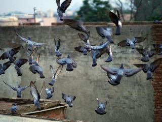Dépigeonnage : protéger durablement un bâtiment