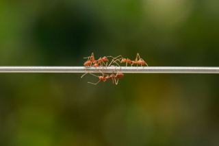 Invasion de fourmis dans la maison et comment l'arrêter