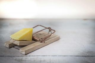 Piège à rat et souris : quel modèle choisir
